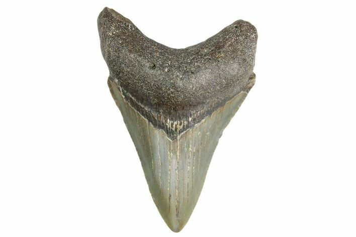 Fossil Megalodon Tooth - North Carolina #355712